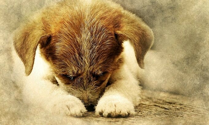 11 Rare Redenen Waarom Je Zoveel Van Je Hond Houdt Dat Het Pijn Doet