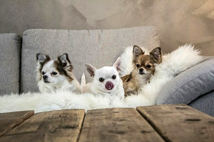 8 Soorten Chihuahua's Waarvan U Op De Hoogte Moet Zijn