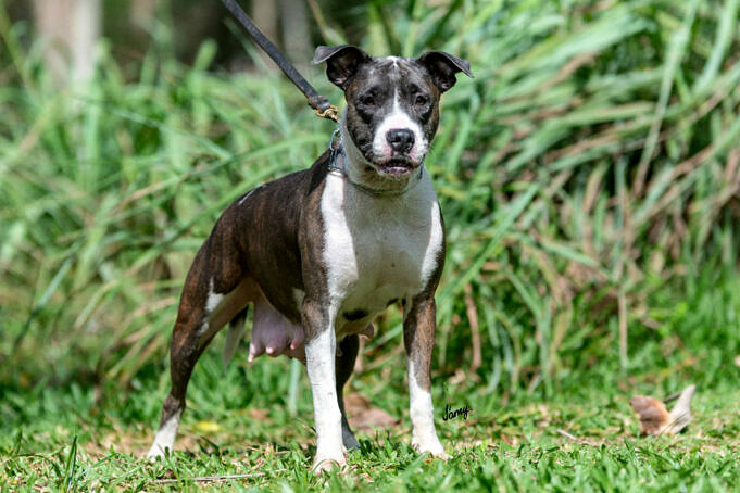 Dogue Brasileiro Hondenras Info. Afbeeldingen, Eigenschappen En Feiten