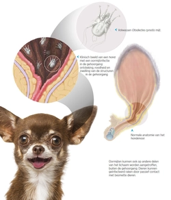 Hondenoorsmeer heeft uw hond overmatige oorafscheiding