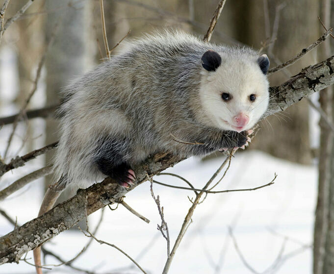 Opossums Kunnen Worden Gegeten - Wat Zijn De Gevaren Van Het Eten Van Een Opossum?