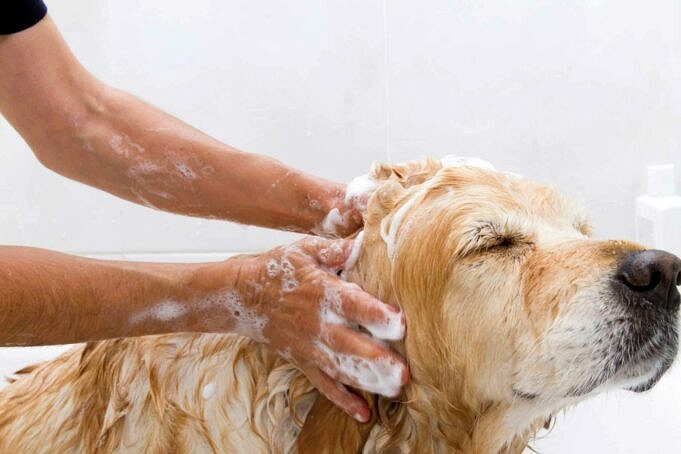 Waarom Regelmatige Hondenverzorging Belangrijk Is Voor De Gezondheid Van Uw Hond