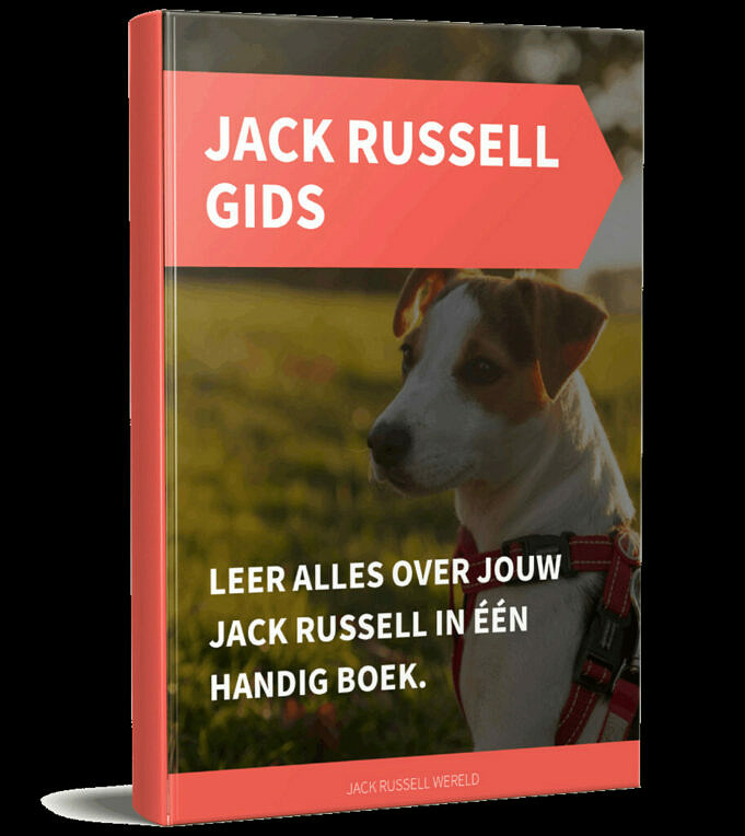Zorgen Voor Een Senior Jack Russell Terrier - Hoe Houd Je Ze Gezond?